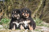 DOGUE DU TIBET 515